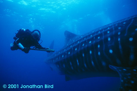 Whale Shark [Rhincodon typus]