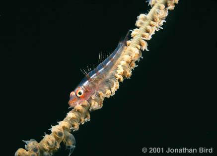 Wire Goby [Bryaninops youngei]