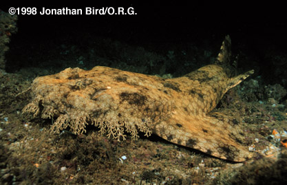 Tasselled Wobbegong Shark [Eucrossorhinus dasypogon]