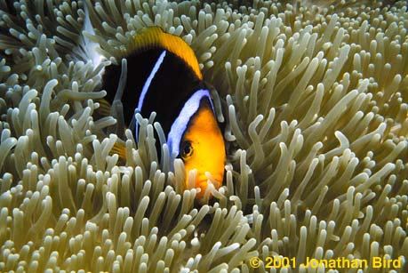 Orange Fin Anemonefish [Amphiprion chrysopterus]