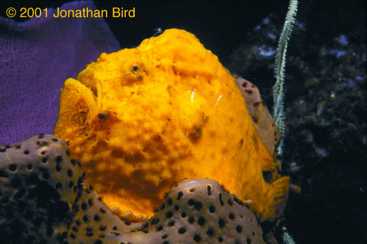 Longlure Frogfish [Antennarius multiocellatus]