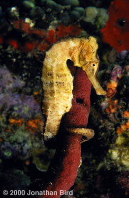 Longsnout Sea horse [Hippocampus reidi]