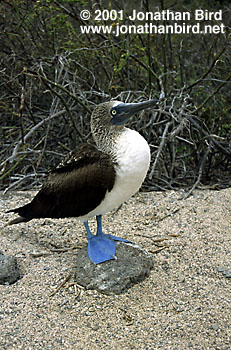 Blue-footed Booby [Sula nebouxii]