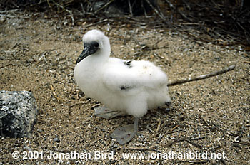 Blue-footed Booby [Sula nebouxii]