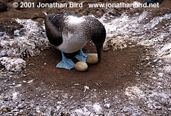 Blue-footed Booby [Sula nebouxii]