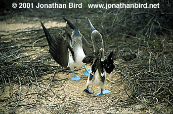 Blue-footed Booby [Sula nebouxii]