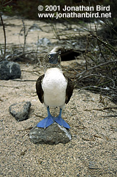 Blue-footed Booby [Sula nebouxii]