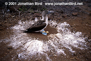 Blue-footed Booby [Sula nebouxii]
