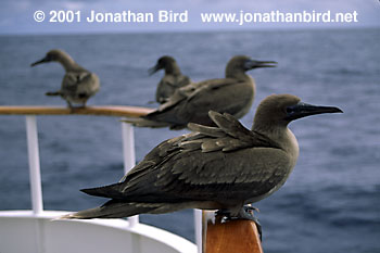 Brown-footed Booby [Sula leucogaster]