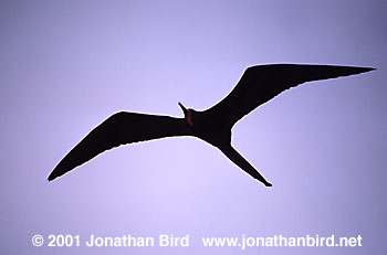 Great Frigatebird [Fregata minor]