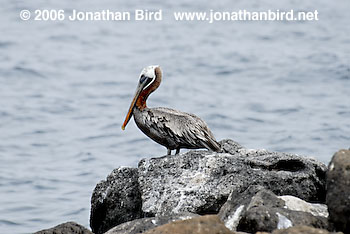 Brown Pelican [Pelecanus occidentalis]