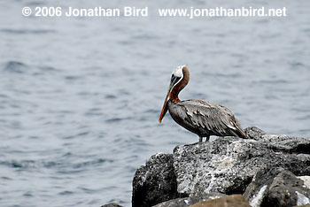 Brown Pelican [Pelecanus occidentalis]