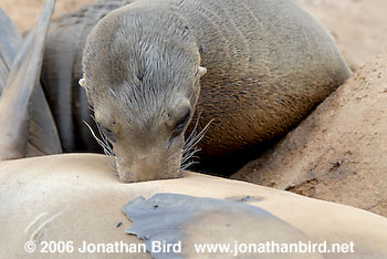 Galapagos Sea lion [zalophus californianus wollebaeki]