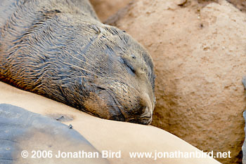 Galapagos Sea lion [zalophus californianus wollebaeki]