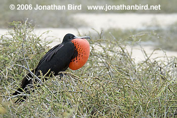 Great Frigatebird [Fregata minor]