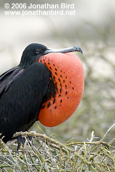 Great Frigatebird [Fregata minor]