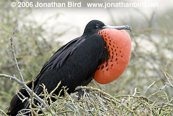 Great Frigatebird [Fregata minor]