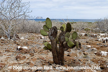 North Seymour Island [--]