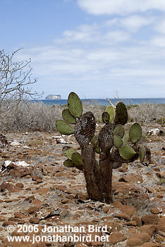 North Seymour Island [--]