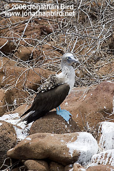 Blue-footed Booby [Sula nebouxii]