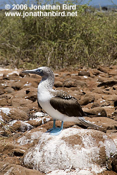 Blue-footed Booby [Sula nebouxii]