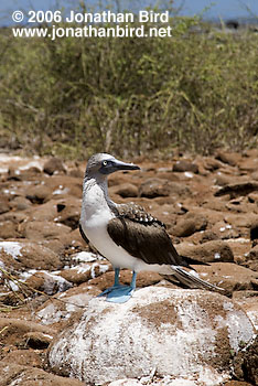 Blue-footed Booby [Sula nebouxii]