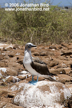 Blue-footed Booby [Sula nebouxii]