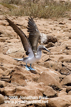 Blue-footed Booby [Sula nebouxii]