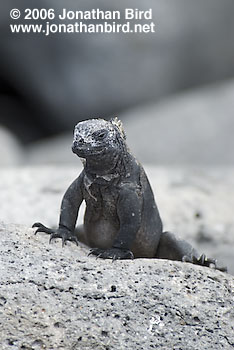 Marine Iguana [Amblyrhynchus cristatus]