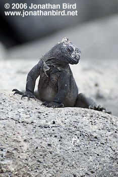 Marine Iguana [Amblyrhynchus cristatus]