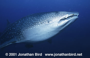 Whale Shark [Rhincodon typus]