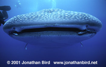 Whale Shark [Rhincodon typus]