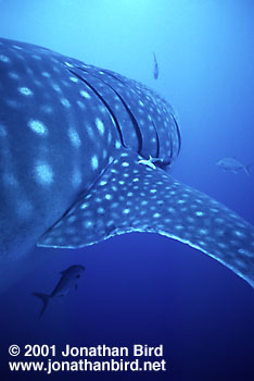 Whale Shark [Rhincodon typus]