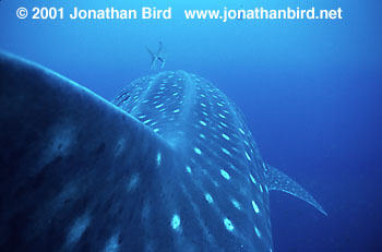 Whale Shark [Rhincodon typus]