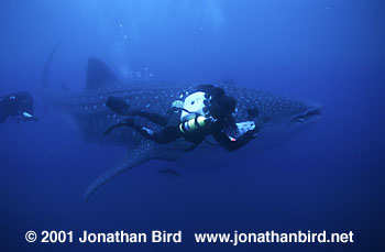 Whale Shark [Rhincodon typus]