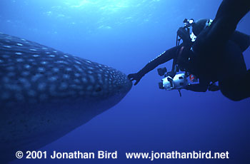 Whale Shark [Rhincodon typus]