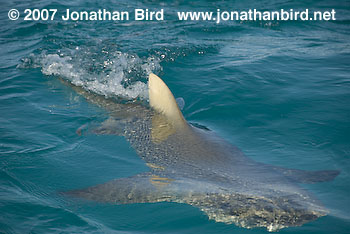 Lemon Shark [Negaprion brevirostris]