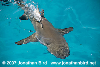 Lemon Shark [Negaprion brevirostris]