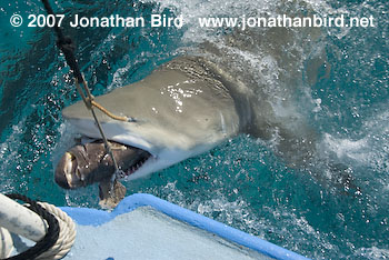 Lemon Shark [Negaprion brevirostris]