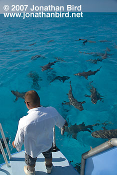 Lemon Shark [Negaprion brevirostris]