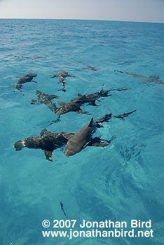 Lemon Shark [Negaprion brevirostris]