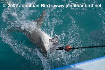 Tiger Shark [Geleocerdo cuvier]