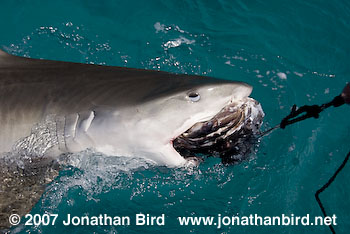 Tiger Shark [Geleocerdo cuvier]