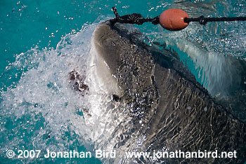 Tiger Shark [Geleocerdo cuvier]