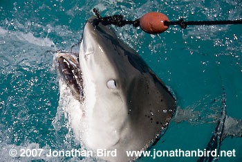 Tiger Shark [Geleocerdo cuvier]