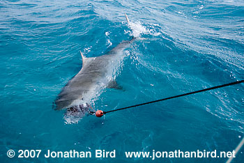 Tiger Shark [Geleocerdo cuvier]