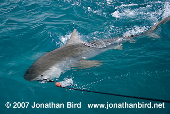 Tiger Shark [Geleocerdo cuvier]