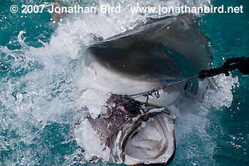 Tiger Shark [Geleocerdo cuvier]