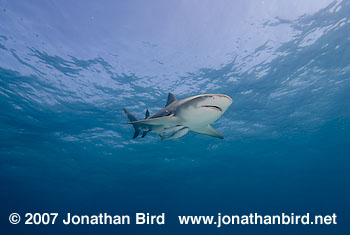 Lemon Shark [Negaprion brevirostris]