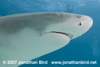 Lemon Shark [Negaprion brevirostris]